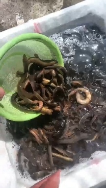 青鳅