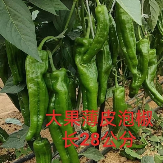 郑州薄皮辣椒种子  辣椒种子  大果薄皮泡椒种子果长30公分