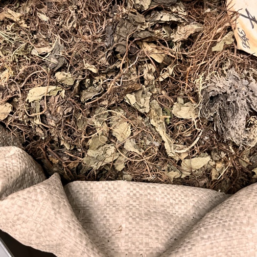 成都细辛