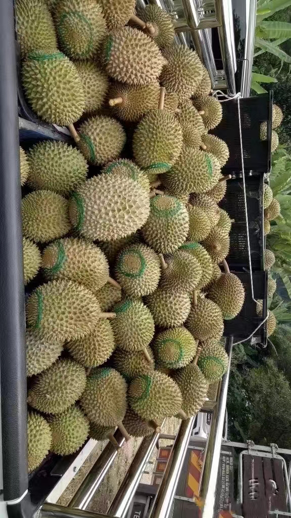 【顺丰包邮】猫山王榴莲D197马来西亚冷冻水果带壳果肉新鲜