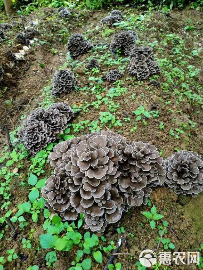 灰树花，俗称“舞菇”。产地黔西南兴义市基地直发，无中间商赚差