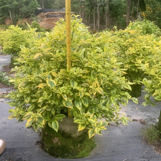 普宁市金边假连翘地被植物耐修剪彩色苗金边假连翘球绿化带苗