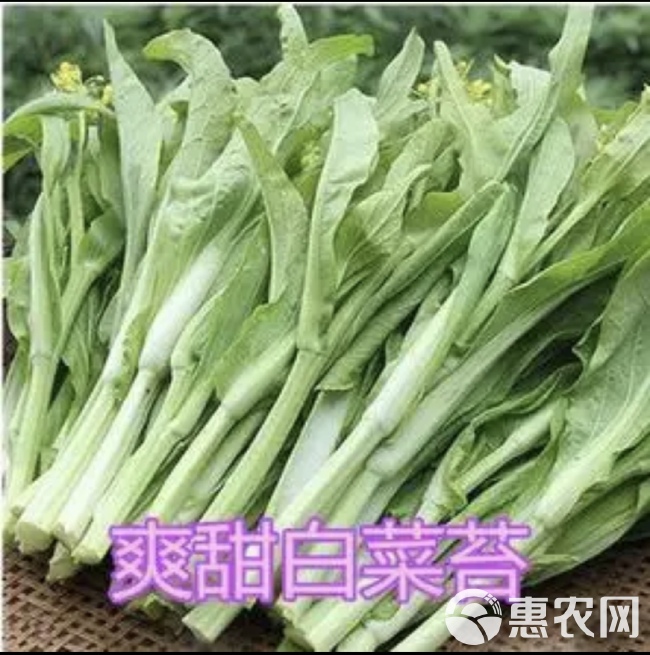 早熟白菜苔，40天早熟甜脆白菜苔，可连续采收，抗热耐湿适应广