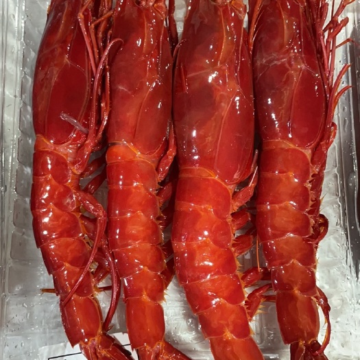 北海红魔虾
