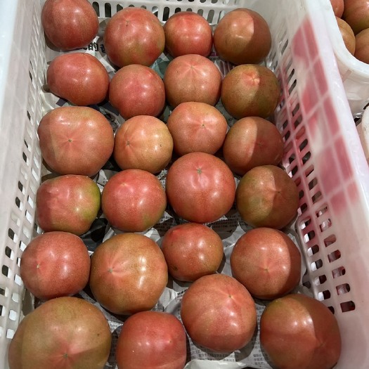 沈阳精品西红柿 新开园果 质量保证