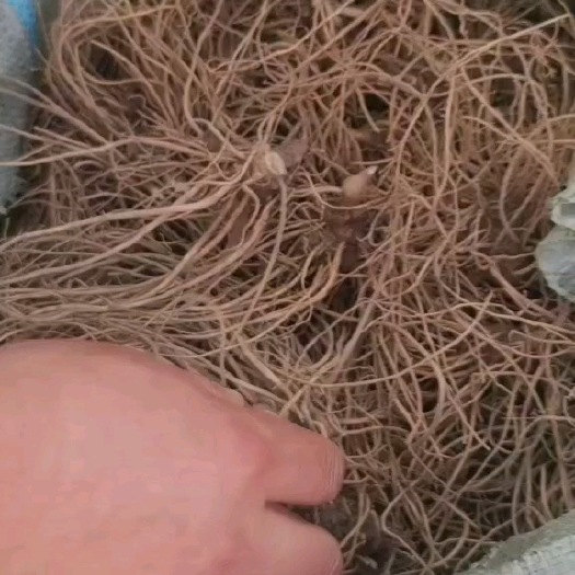 苍术种苗北苍术苗紫色朱砂点红点药材种苗