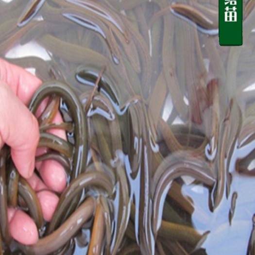 临湘市鳝鱼苗