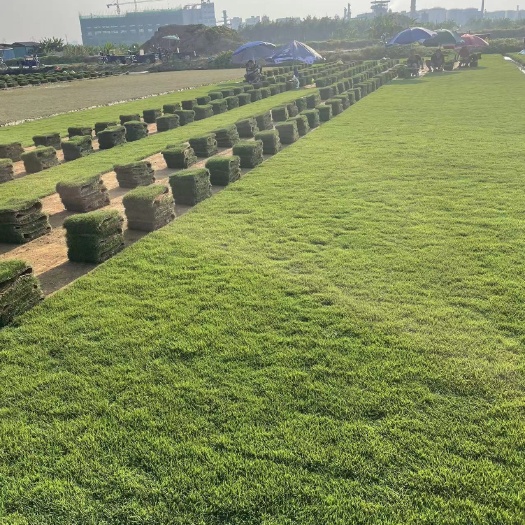 东莞市草卷，马尼拉草卷
