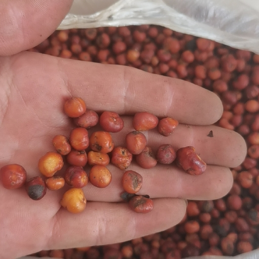 巧家县地下明珠，苍蝇子，茅膏菜新鲜散装