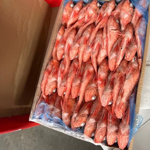 青岛乌拉圭红鱼，全规格，需要的欢迎询价