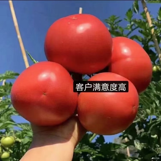 寿光市硬粉番茄苗越夏、秋延西红柿苗！早熟抗病！一级种苗！苗厂直发！
