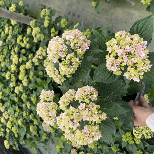 成都绣球.夏洛特