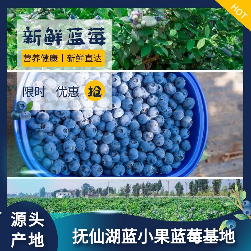 精品蓝莓 云南抚仙湖优质蓝莓 空运包邮，产地直供