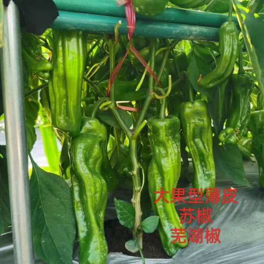 郑州薄皮泡椒种子苏椒芜湖椒春秋棚种植南北方大果长22到24公分