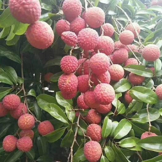 现摘新鲜荔枝水果