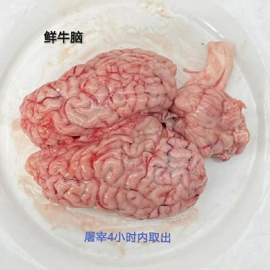 文水县新鲜牛脑黄牛牛脑子整只牛脑烧烤火锅牛杂