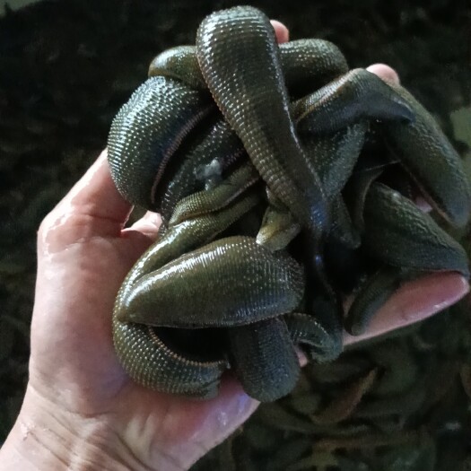 徐闻县菲牛水蛭