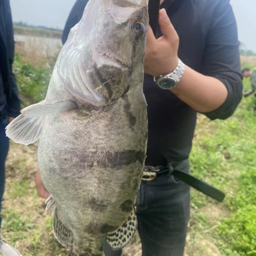 宜都市鳜鱼