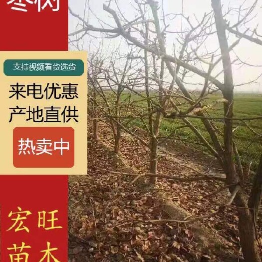 绛县冬枣树苗  6公分枣树，7公分冬枣树，8公分踝根枣树