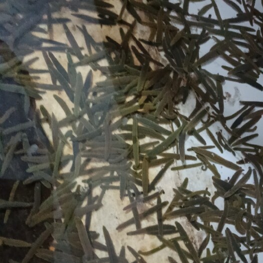 徐闻县菲牛水蛭