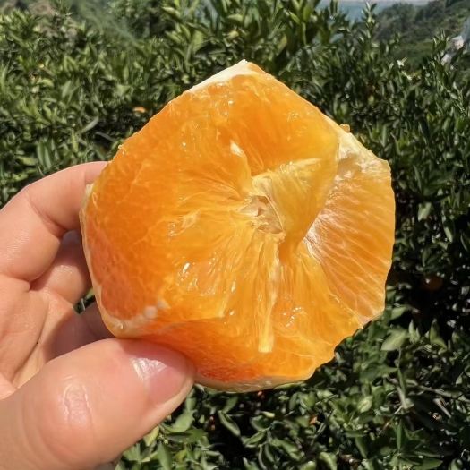 秭归县温暖的脐橙-伦晚