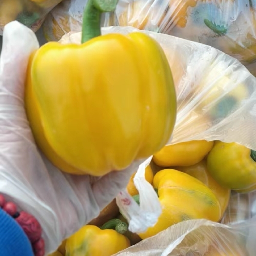 封丘县辣椒，彩椒