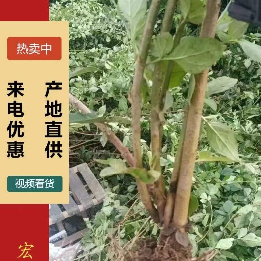 红灯樱桃苗  樱桃树苗，