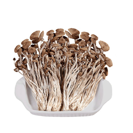 长沙优选煲汤炒菜美味香浓干货茶树菇250g