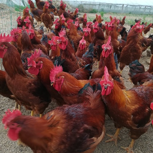 红玉鸡苗 九斤红公鸡苗 红肉杂公鸡苗 380鸡苗 肉鸡苗
