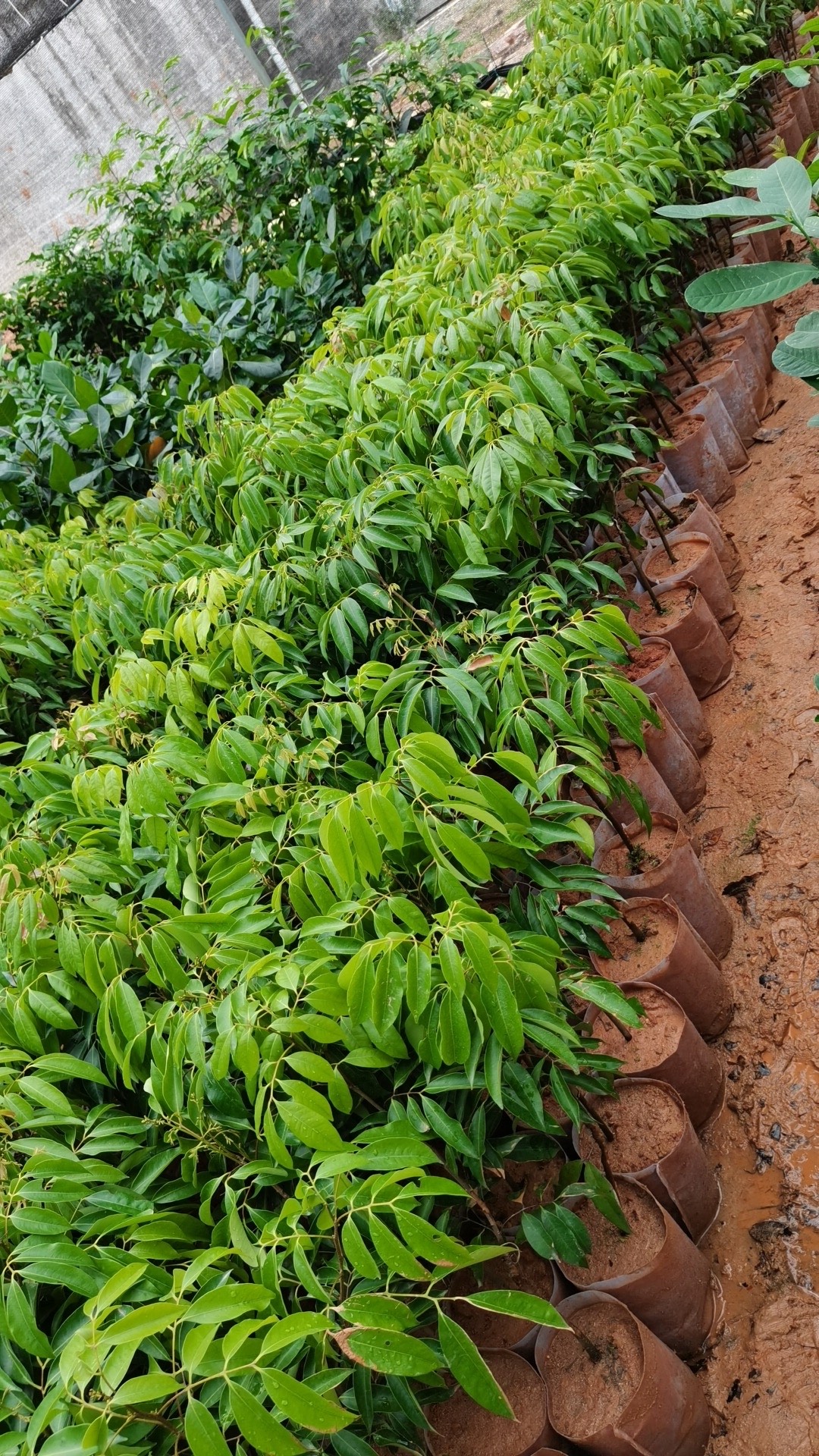 桂味荔枝苗 鸭头绿 荔枝苗 裸根/泥球/营养杯袋