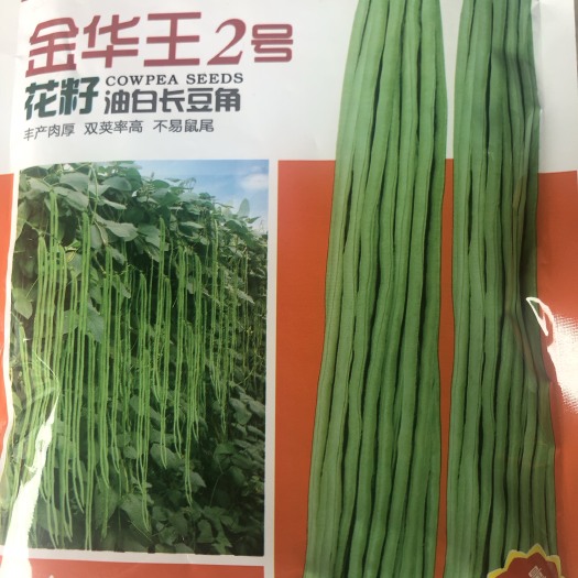 广东华农大金华王2号油白豆角种子 头尾均匀粗条无鼠尾荚面光滑