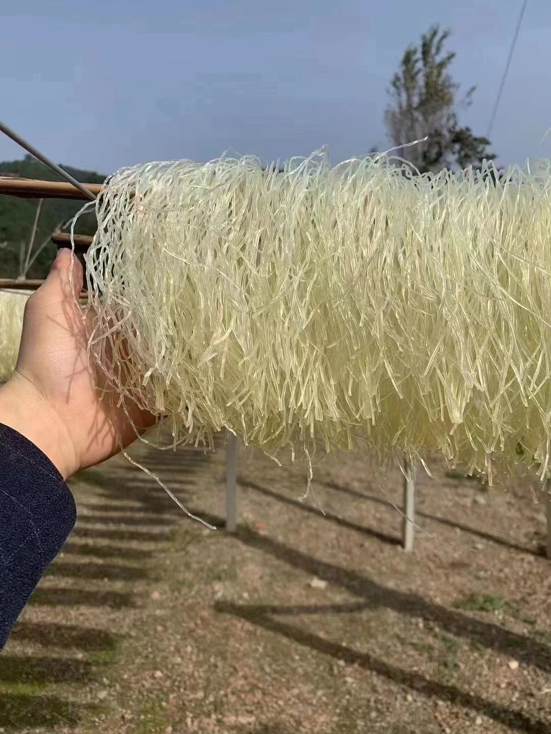 豌豆粉丝  地摊十元三把模式   陕西宝鸡地方特产