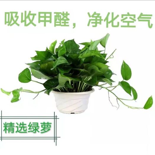 广州绿萝清新新房裝修家用办公桌摆吸除甲醛绿植水培长藤垂吊大叶绿箩