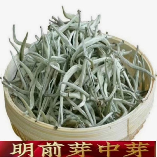 思茅普洱特色产区直销头春高青山生态茶王大芽白毫银针送礼佳品散装