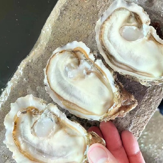 广州蚝豆大豆牡蛎 精品乳山三倍体产地直销 全国发货