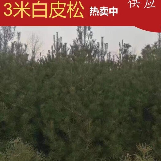 绛县2米白皮松，2.5米白皮松，（3米白皮松价格）