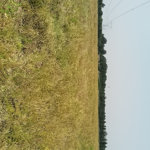 邯郸油菜籽