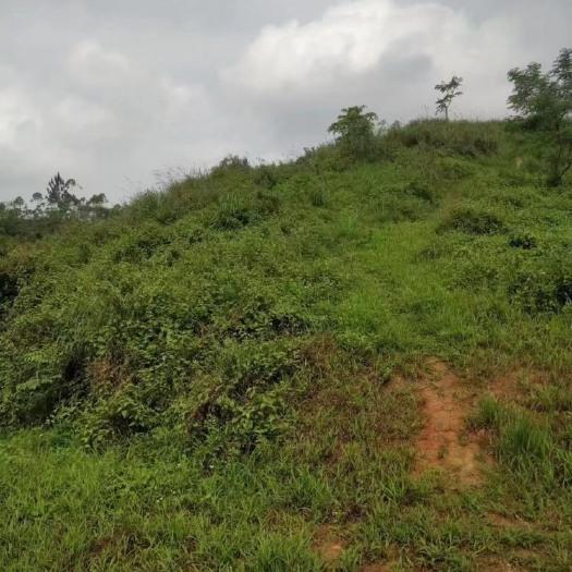 广东茂名附近低岭头黄泥地便宜出租40块一亩