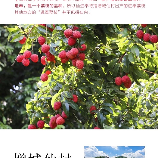 广州增城仙进奉荔枝自家果场老树接受预定，预订价比上市价低