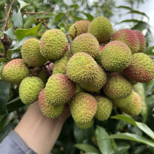 阳西县广东岭南粤西荔枝，头号A级果，九分甜一分酸，15～18个一斤