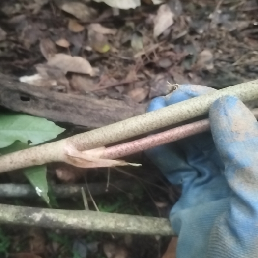 阳山县土茯苓