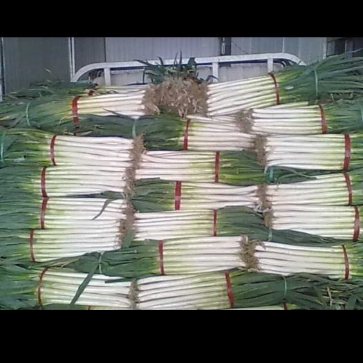 新野县长年大面积种植 大葱和洋葱