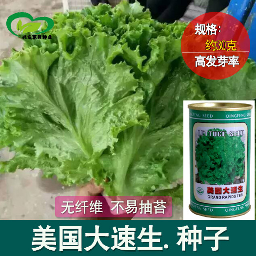 河间市美国大速生菜四季种子农田菜园散叶甜脆柔嫩清香生菜蔬菜籽