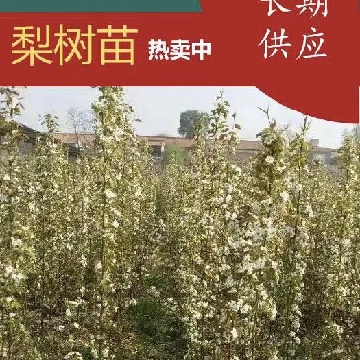 绛县品种梨苗红香酥树苗，玉露香梨树苗
