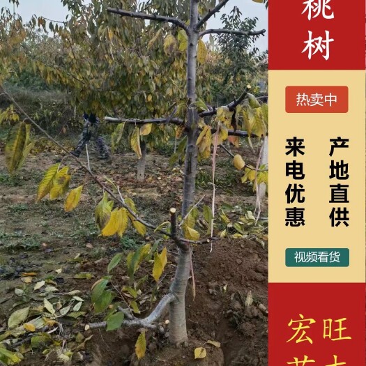 绛县樱桃苗  8公分的櫻桃树，10公分的櫻桃树