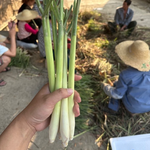 元江县香茅草