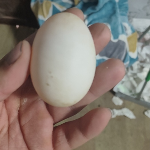 沛县种鸭蛋  樱桃古