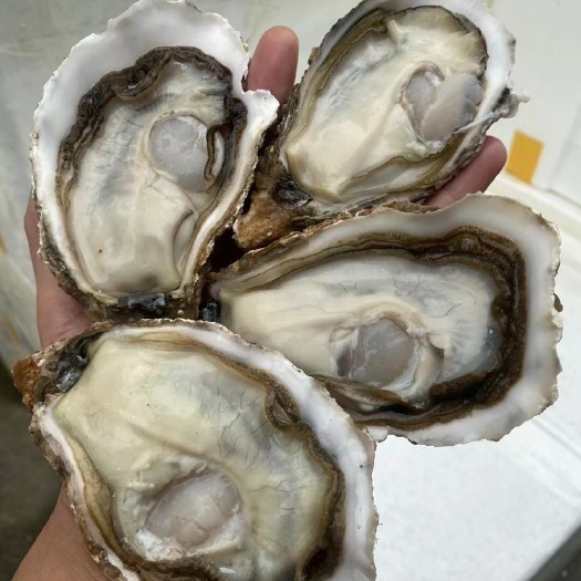 广州3+三倍体生蚝 乳山市生蚝 刺身蚝 场地直销 支持在线交易