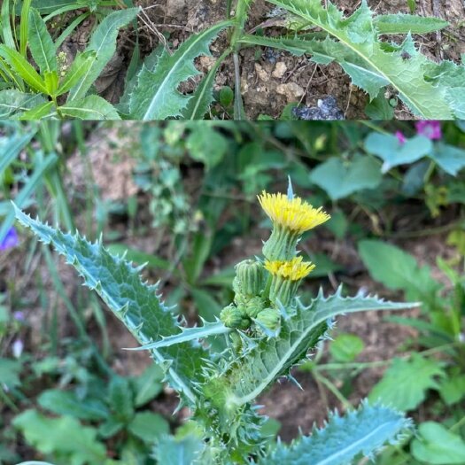怀化新鲜纯花叶滇苦菜苦苣菜青菜堇菜苦荬苦马菜蔬菜续断菊中