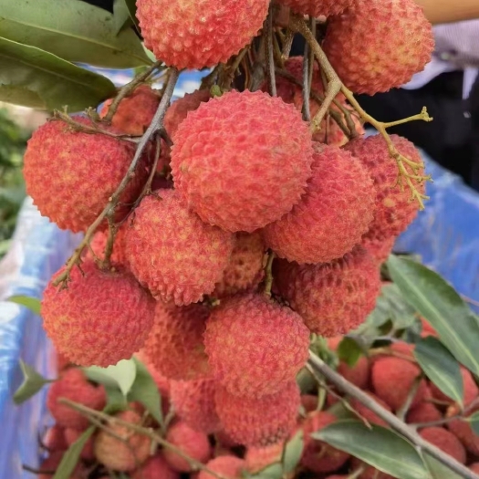 灵山县荔枝
